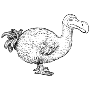 Dodo