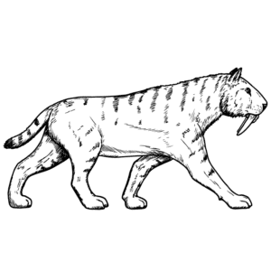 Sabre Tooth Cat