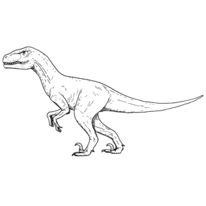 Velociraptor