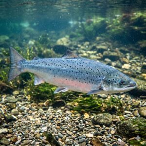 Atlantic Salmon (Salmo salar)