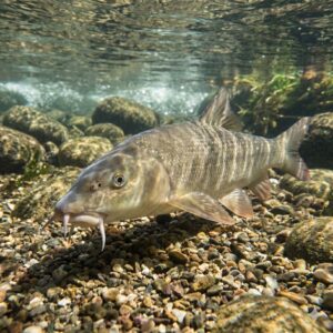 Barbel (Barbus barbus)