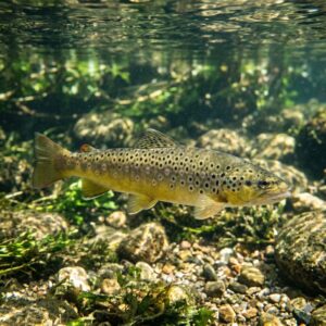 Brown Trout (Salmo trutta)