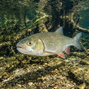Chub (Squalius cephalus)