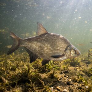 Common Bream (Abramis brama)