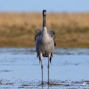 Common crane (Grus grus)