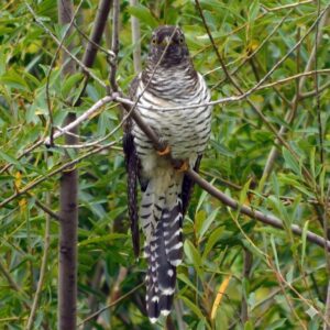 Common cuckoo (Cuculus canorus)