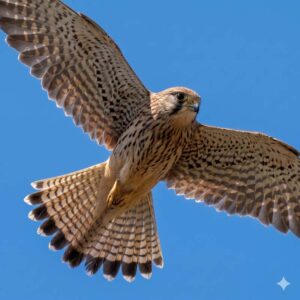 Common kestrel (Falco tinnunculus)