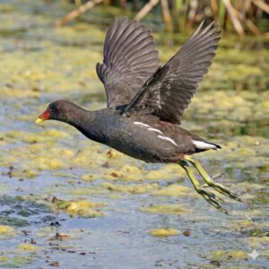 Common moorhen (Gallinula chloropus)