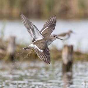 Common sandpiper (Actitis hypoleucos)