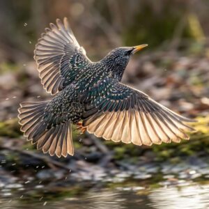 Common starling (Sturnus vulgaris)