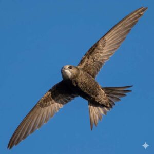 Common swift (Apus apus)