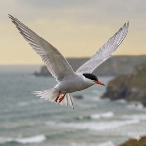Common tern (Sterna hirundo)