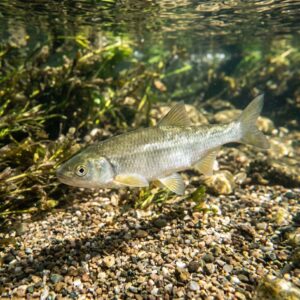 Dace (Leuciscus leuciscus)