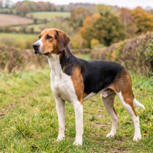 English Foxhound