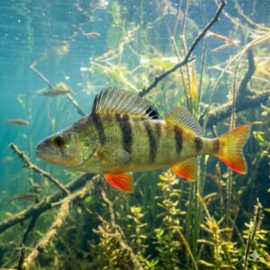 European Perch (Perca fluviatilis)