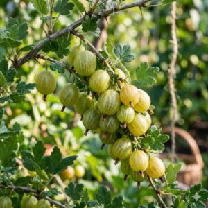 Gooseberry