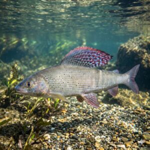 Grayling (Thymallus thymallus)
