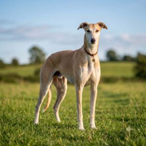 Greyhound