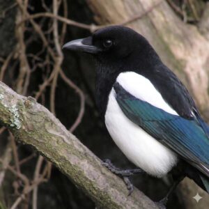 Magpie (Corvidae)