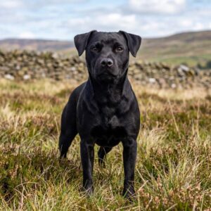 Patterdale Terrier