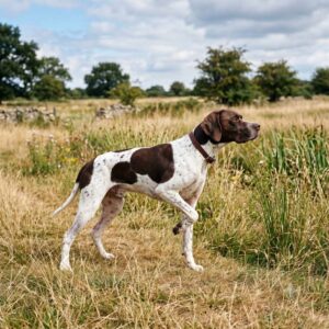 Pointer