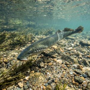 River lamprey (Lampetra fluviatilis)