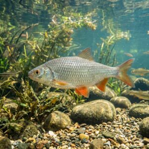 Roach (Rutilus rutilus)