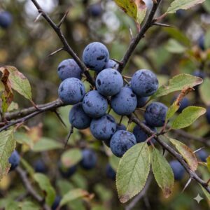 Sloe
