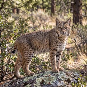 Bobcat (Lynx rufus)