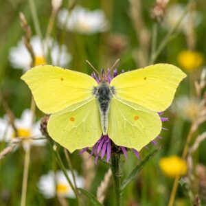 Brimstone