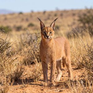 Caracal (Caracal caracal)