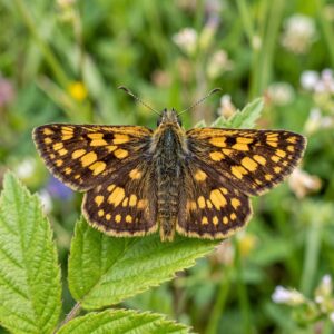 Chequered Skipper