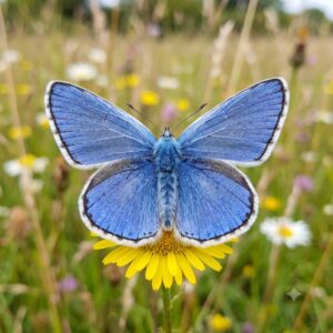 Common blue