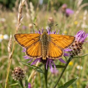 Essex Skipper