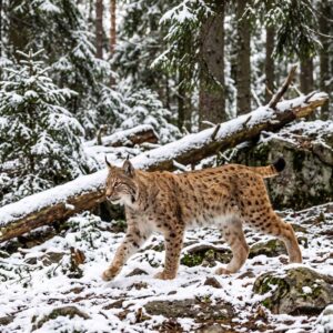 Eurasian Lynx (Lynx lynx)