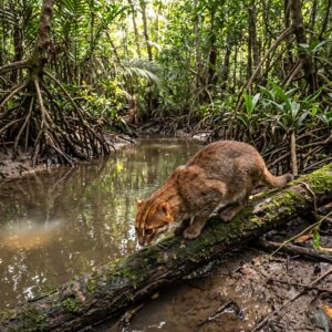 Flat headed Cat (Prionailurus planiceps)