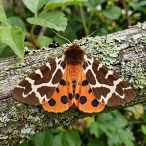 Garden tiger
