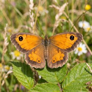 Gatekeeper