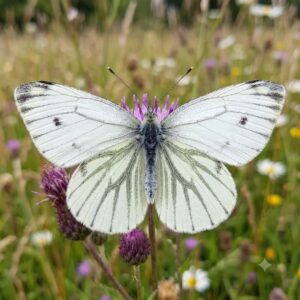 Green veined white