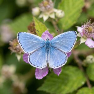 Holly blue