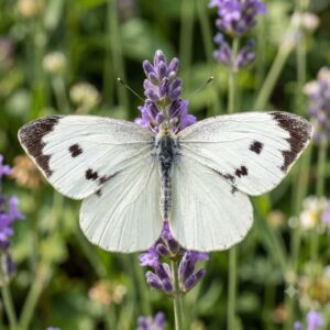 Large white