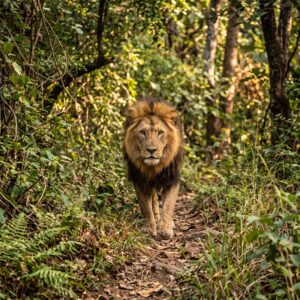 Lion (Panthera leo)