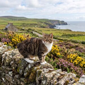 Manx cat