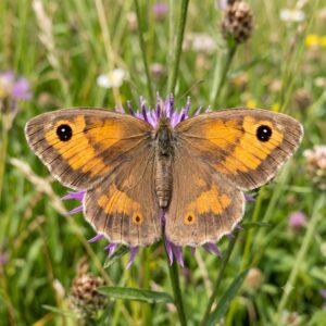 Meadow brown