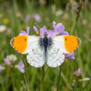 Orange tip