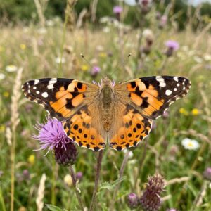 Painted lady