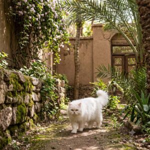 Persian cat