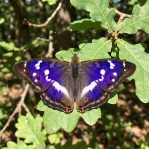 Purple Emperor