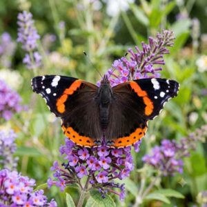 Red admiral