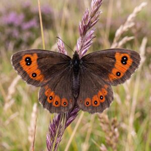 Scotch Argus
